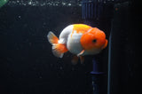 Juvenile Lionchu  Red White 3 Inch (ID#304R11b-26) Free2Day SHIPPING