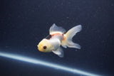 Baby Thai Oranda  Panda 3.5 Inch (ID#1105ToPTA-28) Free2Day SHIPPING