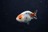 Baby Ranchu  Calico 3 Inch (ID#1213R9c-31) Free2Day SHIPPING