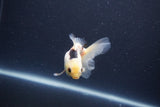 Baby Thai Oranda  Panda 3.5 Inch (ID#1105ToPTA-28) Free2Day SHIPPING