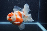 Thai Oranda  Sakura 5.5 Inch (ID#404T7b-96)