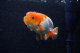 Juvenile Lionchu  Red White 3 Inch (ID#304R11b-26) Free2Day SHIPPING