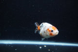 Baby Ranchu  Calico 3 Inch (ID#1213R9c-31) Free2Day SHIPPING