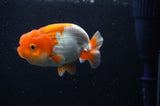 Juvenile Lionchu  Red White 3 Inch (ID#304R11b-26) Free2Day SHIPPING