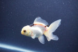 Baby Thai Oranda  Panda 3.5 Inch (ID#1105ToPTA-28) Free2Day SHIPPING