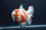 Thai Oranda  Sakura 5.5 Inch (ID#404T7b-96)