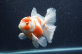 Thai Oranda  Sakura 5.5 Inch (ID#404T7b-96)