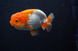 Juvenile Lionchu  Red White 3 Inch (ID#304R11b-26) Free2Day SHIPPING