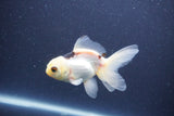 Baby Thai Oranda  Panda 3.5 Inch (ID#1105ToPTA-28) Free2Day SHIPPING