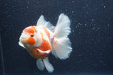 Thai Oranda  Sakura 5.5 Inch (ID#404T7b-96)