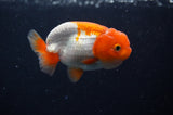 Juvenile Lionchu  Red White 3 Inch (ID#304R11b-26) Free2Day SHIPPING