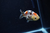 Baby Ranchu  Calico 2.5 Inch (ID#1213R9c-32) Free2Day SHIPPING