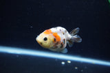 Baby Ranchu  Calico 2.5 Inch (ID#1213R9c-32) Free2Day SHIPPING