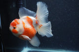 Thai Oranda  Sakura 5.5 Inch (ID#404T7b-96)