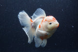Thai Oranda  Sakura 5.5 Inch (ID#404T7b-96)