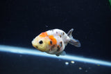 Baby Ranchu  Calico 2.5 Inch (ID#1213R9c-32) Free2Day SHIPPING