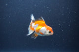 Baby Thai Oranda  Red White 3 Inch (ID#1105ToPTA-29) Free2Day SHIPPING