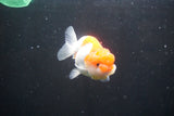 Juvenile Lionchu  Red White 3.5 Inch (ID#1011R11a-30) Free2Day SHIPPING