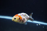 Baby Ranchu  Calico 2.5 Inch (ID#1213R9c-32) Free2Day SHIPPING