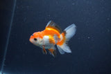 Baby Thai Oranda  Red White 3 Inch (ID#1105ToPTA-29) Free2Day SHIPPING