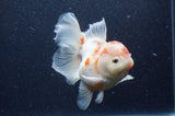 Thai Oranda  Sakura 5.5 Inch (ID#404T7b-96)