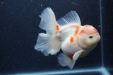 Thai Oranda  Sakura 5.5 Inch (ID#404T7b-96)
