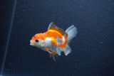 Baby Thai Oranda  Red White 3 Inch (ID#1105ToPTA-29) Free2Day SHIPPING