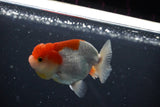 Juvenile Lionchu  Red White 3.5 Inch (ID#1011R11a-30) Free2Day SHIPPING