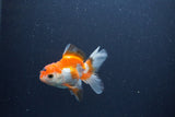 Baby Thai Oranda  Red White 3 Inch (ID#1105ToPTA-29) Free2Day SHIPPING