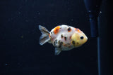 Baby Ranchu  Calico 2.5 Inch (ID#1213R9c-32) Free2Day SHIPPING