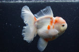 Thai Oranda  Sakura 5.5 Inch (ID#404T7b-96)