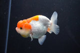 Juvenile Lionchu  Red White 3.5 Inch (ID#1011R11a-30) Free2Day SHIPPING