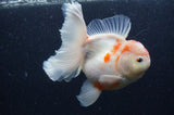 Thai Oranda  Sakura 5.5 Inch (ID#404T7b-96)