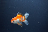 Baby Thai Oranda  Red White 3 Inch (ID#1105ToPTA-29) Free2Day SHIPPING