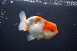 Juvenile Lionchu  Red White 3.5 Inch (ID#1011R11a-30) Free2Day SHIPPING