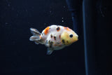 Baby Ranchu  Calico 2.5 Inch (ID#1213R9c-32) Free2Day SHIPPING