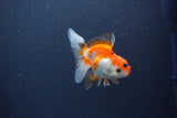 Baby Thai Oranda  Red White 3 Inch (ID#1105ToPTA-29) Free2Day SHIPPING