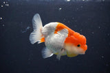 Juvenile Lionchu  Red White 3.5 Inch (ID#1011R11a-30) Free2Day SHIPPING