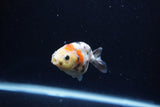 Baby Ranchu  Calico 2.5 Inch (ID#1213R9c-32) Free2Day SHIPPING