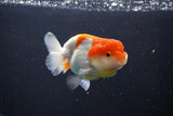 Juvenile Lionchu  Red White 3.5 Inch (ID#1011R11a-30) Free2Day SHIPPING