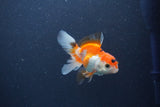 Baby Thai Oranda  Red White 3 Inch (ID#1105ToPTA-29) Free2Day SHIPPING