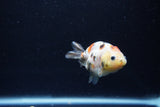 Baby Ranchu  Calico 2.5 Inch (ID#1213R9c-32) Free2Day SHIPPING