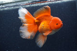 Thai Oranda  Red White 6.5 Inch (ID#408T7b-92)