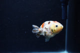 Baby Ranchu  Calico 2.5 Inch (ID#1213R9c-32) Free2Day SHIPPING