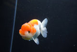 Juvenile Lionchu  Red White 3.5 Inch (ID#1011R11a-30) Free2Day SHIPPING