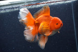 Thai Oranda  Red White 6.5 Inch (ID#408T7b-92)