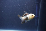 Baby Thai Oranda  Panda 2.5 Inch (ID#1105ToPTA-30) Free2Day SHIPPING