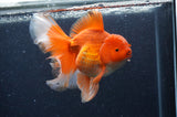 Thai Oranda  Red White 6.5 Inch (ID#408T7b-92)