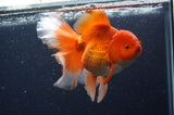Thai Oranda  Red White 6.5 Inch (ID#408T7b-92)