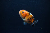 Baby Ranchu  Calico 2.5 Inch (ID#1213R9c-33) Free2Day SHIPPING